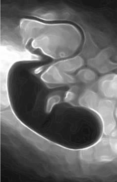 第二章 养胎保胎——精心孕育小生命