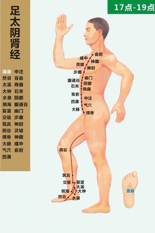 足少阴肾经 17-19