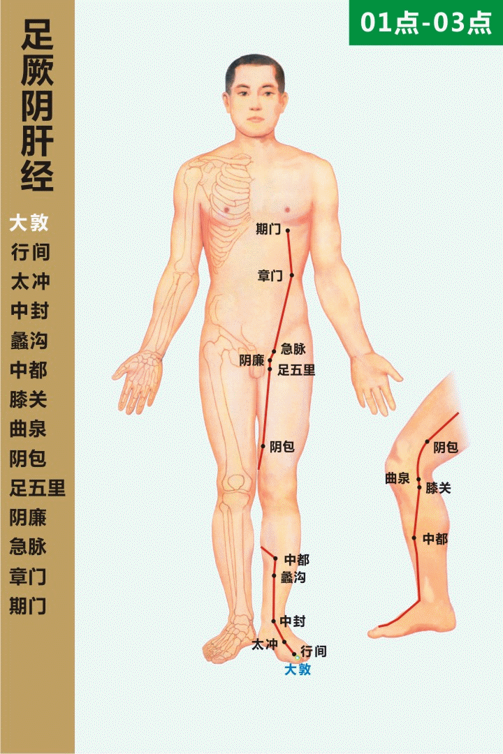 足厥阴肝经 01-03