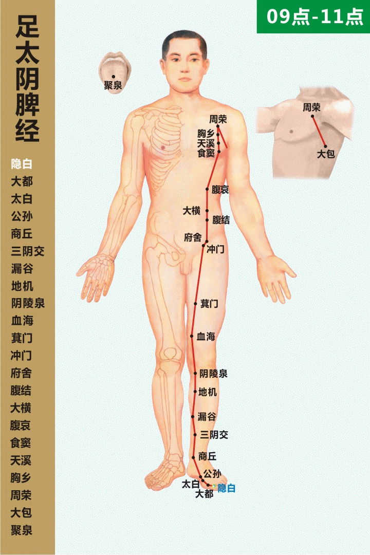 足太阴脾经 09-11