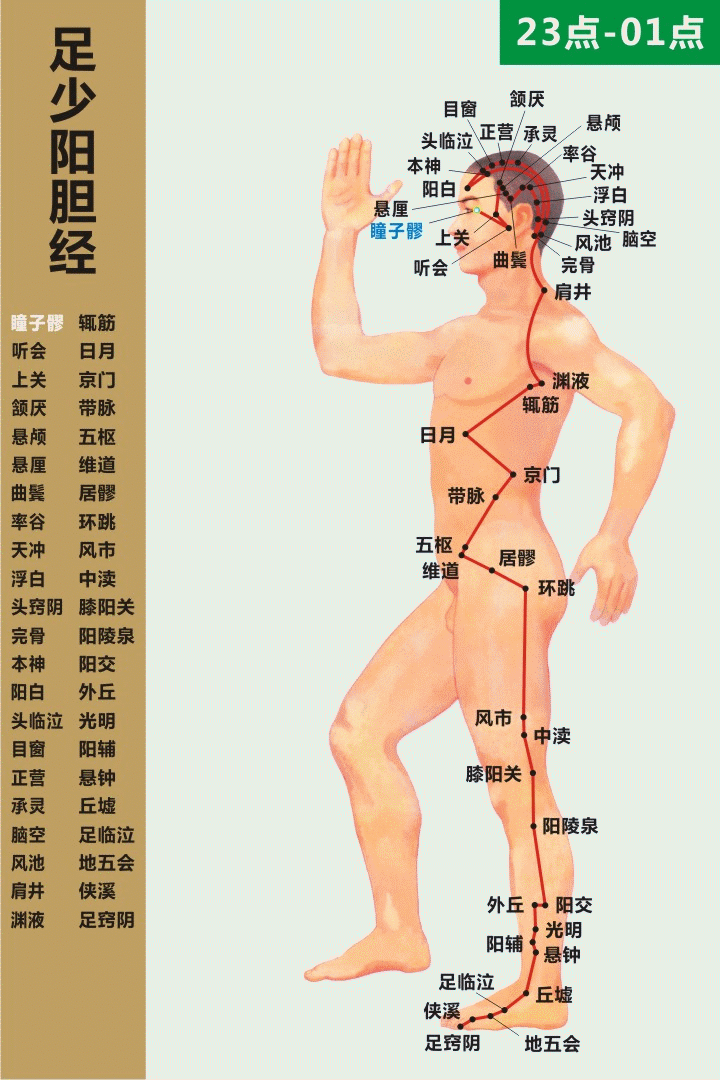 足少阳胆经 23-01
