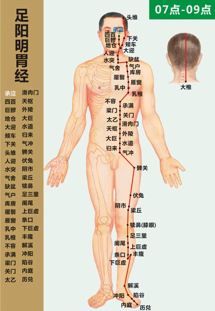 足阳明胃经 08-09